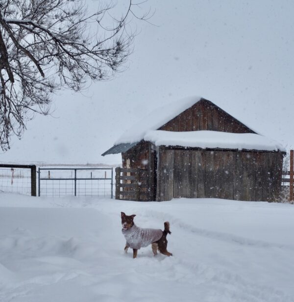 Snow Day