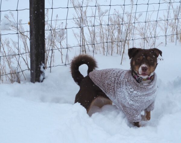 Snow Dog
